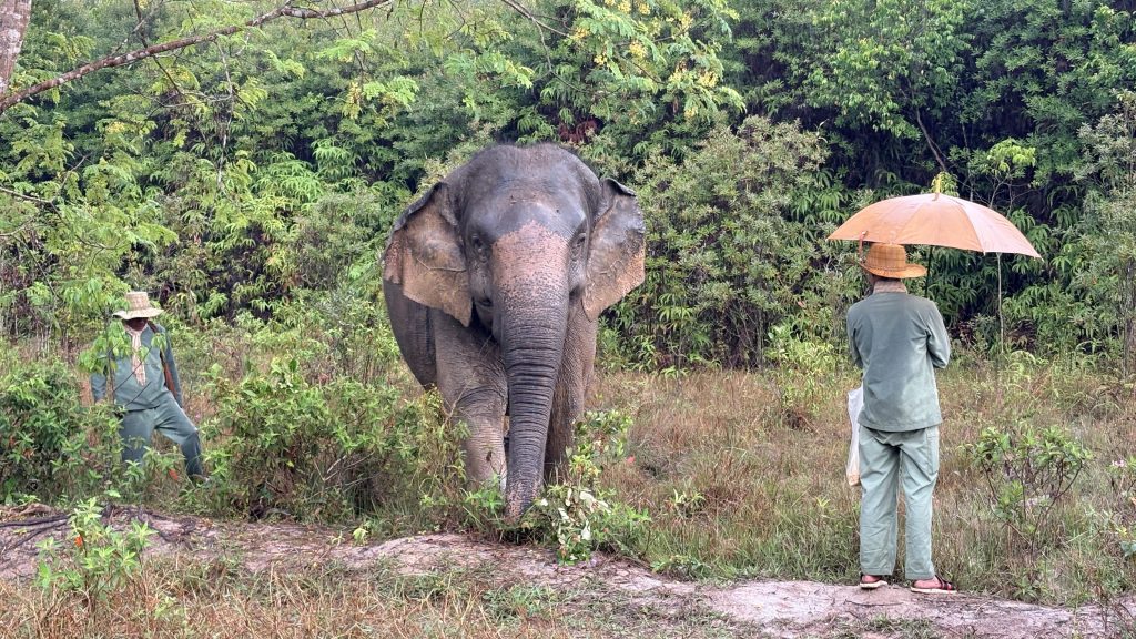 Kulen Eléphants Cambodge
